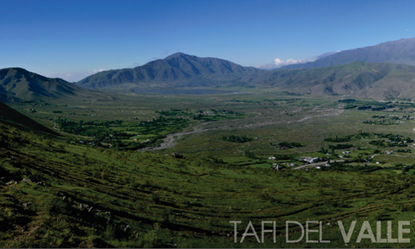 tafi